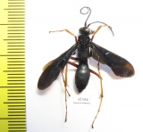 Hymenoptera sp.  South Africa Rep. - INSECTS-STORE.RU