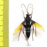 Hymenoptera sp.  South Africa Rep. - INSECTS-STORE.RU