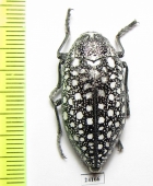 Julodis klapaleki  Iran, Hormozgan prov. - INSECTS-STORE.RU