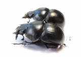Lethrus andrejewae, pair  Tajikistan - INSECTS-STORE.RU