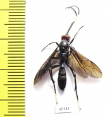 Ichneumonoidea sp.  South Africa Rep. - INSECTS-STORE.RU