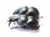 Lethrus turkestanicus, pair  Uzbekistan - INSECTS-STORE.RU