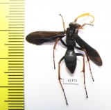 Hymenoptera sp.  South Africa Rep. - INSECTS-STORE.RU