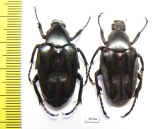 Plectrone borneensis, pair  Indonesia, Sumatra - INSECTS-STORE.RU