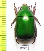 Anoplognathus punctulatus  Australia - INSECTS-STORE.RU