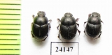 Onthophagus sp. Iran, Lorestan prov. - INSECTS-STORE.RU