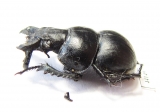 Lethrus mucronatus, male  Uzbekistan - INSECTS-STORE.RU