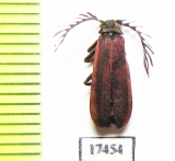 Lycidae sp.  Russia, Far East - INSECTS-STORE.RU