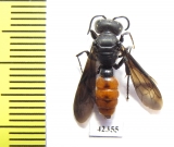 Hymenoptera sp.  South Africa Rep. - INSECTS-STORE.RU