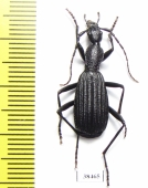 Carabidae sp.  Zambia - INSECTS-STORE.RU