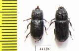 Sinodendron cylindricum, pair  Russia, Krasnodar reg. - INSECTS-STORE.RU
