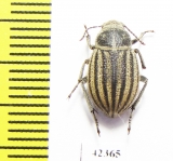 Pterolasia squalida  Morocco - INSECTS-STORE.RU