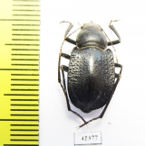 Platyesia karelini  Uzbekistan - INSECTS-STORE.RU