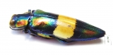 Chrysochroa toulgoeti  Malaysia - INSECTS-STORE.RU