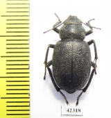 Thriptera ballionis  Uzbekistan - INSECTS-STORE.RU