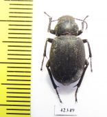 Thriptera pastor  Kazakhstan - INSECTS-STORE.RU