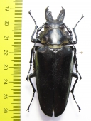 Trictenotomidae, Autocrates vitalisi  Vietnam - INSECTS-STORE.RU