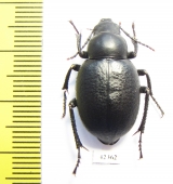 Pelorocnemis kraatzi  Kazakhstan - INSECTS-STORE.RU