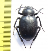 Pelorocnemis punctigera  Uzbekistan - INSECTS-STORE.RU