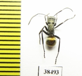 Formicidae sp.  Australia - INSECTS-STORE.RU