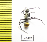 Formicidae sp.  Australia - INSECTS-STORE.RU