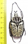 Goliathus albosignathus kirkianus  Tanzania 51mm - INSECTS-STORE.RU