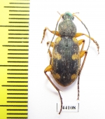 Carabidae sp.  Sudan - INSECTS-STORE.RU