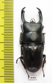 Dorcus reichei  Myanmar 39mm - INSECTS-STORE.RU