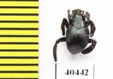 Histeridae sp.  Peru (termitophilous) - INSECTS-STORE.RU