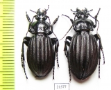 Carabus (Aulonocarabus) canaliculatus, pair  Russia, Irkutsk reg. - INSECTS-STORE.RU