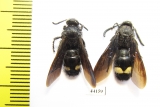 Scoliidae sp., pair  Tajikistan, Pamir - INSECTS-STORE.RU