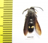 Scoliidae sp.  Tajikistan, Pamir - INSECTS-STORE.RU