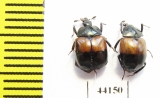 Sphaerites dimidiatus  China, Gansu prov. - INSECTS-STORE.RU
