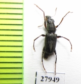 Anthribidae sp.  Madagascar - INSECTS-STORE.RU