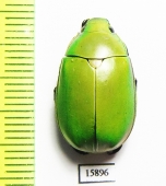 Rutelinae sp.  China, Yunnan prov. - INSECTS-STORE.RU