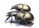 Lethrus banghaasi, pair  Tajikistan - INSECTS-STORE.RU