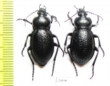 Carabus (Semnocarabus) erosus bakanasicus  Kazakhstan - INSECTS-STORE.RU