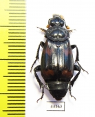 Nicrophorus heurni  Indonesia, Papua - INSECTS-STORE.RU
