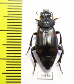 Nicrophorus heurni  Indonesia, Papua - INSECTS-STORE.RU