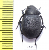 Pachyscelis sp.  Iran, E.Azerbaijan prov. - INSECTS-STORE.RU