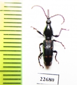 Brentidae sp.  South Africa Rep. - INSECTS-STORE.RU