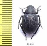 Pachyscelis sp.  Iran, E.Azerbaijan prov. - INSECTS-STORE.RU