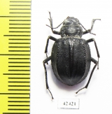 Podhomala serrata  Kazakhstan - INSECTS-STORE.RU