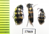 Meloidae sp.  Namibia - INSECTS-STORE.RU