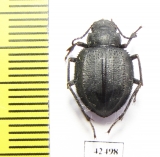 Podhomala serrata  Kazakhstan - INSECTS-STORE.RU