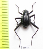 Tenebrionidae sp.  South Africa Rep. - INSECTS-STORE.RU