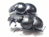 Lethrus turkestanicus, pair  Uzbekistan - INSECTS-STORE.RU