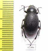 Lasiostola grandis elongata  Iran, Khorasan prov. - INSECTS-STORE.RU