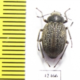 Lasiostola machnovskii  Tajikistan - INSECTS-STORE.RU