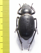 Pimeliocnera gebieni  Tajikistan - INSECTS-STORE.RU